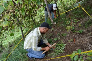 Plan Yaque Examina Impacto del Cultivo de la Tayota a la Relación a la Erosión del Suelo